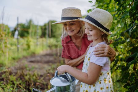 Photo for Portrait of grandmother with granddaughter watering vegetables in the middle of a field. Concept of importance of grandparents - grandchild relationship. Intergenerational gardening. - Royalty Free Image