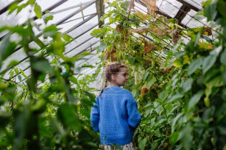Foto de Retrato de una linda joven de pie en un invernadero en medio del cultivo de verduras. - Imagen libre de derechos