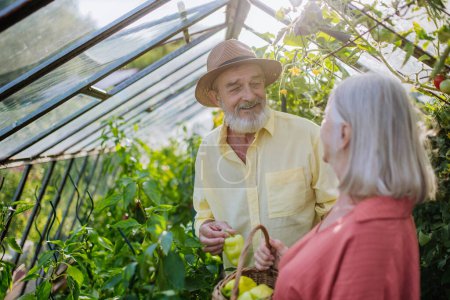 Photo for Portrait of senior couple picking ripe bell peppers from plant in their greenhouse. Harvesting vegetables in the autumn. Concept of hobbies in retirement. - Royalty Free Image