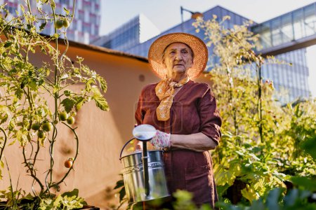 Téléchargez les photos : Portrait d'une femme âgée prenant soin de plants de tomate dans un jardin urbain. Femme âgée arrosant des tomates dans des lits surélevés dans un jardin communautaire dans son complexe d'appartements. - en image libre de droit