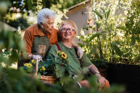 Foto de Retrato de pareja mayor cuidando plantas vegetales en huerto urbano de la ciudad. Los pensionistas pasan tiempo juntos cultivando un huerto comunitario en su complejo de apartamentos. Residencia - Imagen libre de derechos