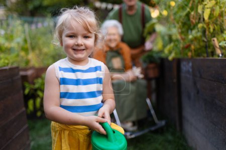 Photo for Portrait of a little adorable girl working in garden her grandparents. A young girl watering plants, takes care of vegetables growing in raised beds. - Royalty Free Image