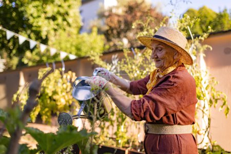 Portrait of senior woman taking care of tomato plants in urban garden. Elderly woman watering tomatoes in raised beds in community garden in her apartment complex.