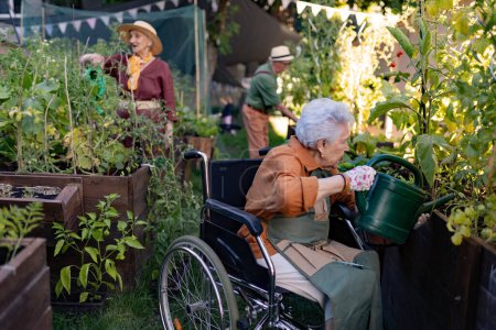 Téléchargez les photos : Gros plan de la femme âgée en fauteuil roulant prenant soin de la plante de tomate dans le jardin urbain. Femme âgée arrosant des plantes dans des lits surélevés dans un jardin communautaire dans son complexe d'appartements. Résidents des maisons de soins infirmiers - en image libre de droit