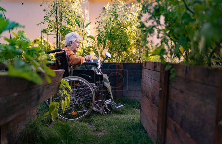 Foto de Primer plano de mujer mayor en silla de ruedas cuidando planta de tomate en huerto urbano. Mujer anciana waterng plantas en camas elevadas en jardín comunitario en su complejo de apartamentos. - Imagen libre de derechos