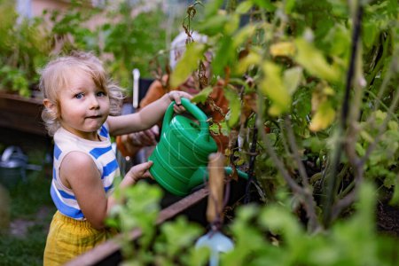 Téléchargez les photos : Portrait d'une petite fille adorable aidant sa grand-mère dans le jardin. Une jeune fille arrosant des plantes, s'occupe de légumes poussant dans des lits surélevés. - en image libre de droit