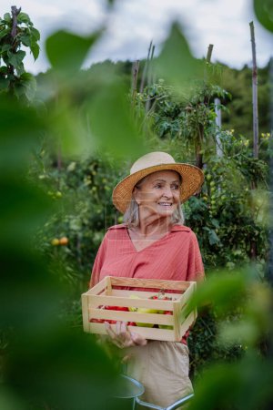 Téléchargez les photos : Belle femme âgée debout au milieu d'un champ, tenant une caisse en bois remplie de la récolte. Récolte des légumes à l'automne. - en image libre de droit