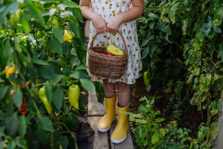 Foto de Retrato de una chica joven en vestido recogiendo pimientos en un invernadero. Chica trabajando en medio del cultivo de verduras. - Imagen libre de derechos