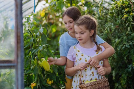 Foto de Retrato de hermanas cuidando plantas en un invernadero. Chica trabajando en medio del cultivo de verduras, recogiendo pimientos. - Imagen libre de derechos