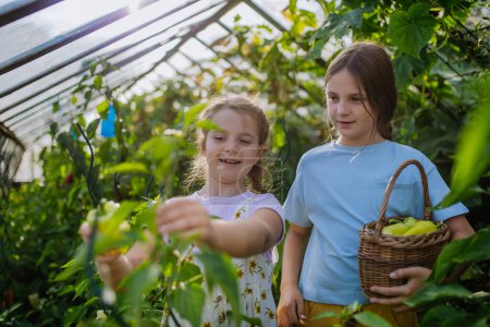 Foto de Retrato de hermanas cuidando plantas en un invernadero. Chica trabajando en medio del cultivo de verduras, recogiendo pimientos. - Imagen libre de derechos