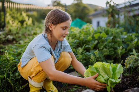 Photo for Portrait of a cute girl havesting salat from autumn garden.The young girl in rubber boots harvesting vegetables from soil. - Royalty Free Image