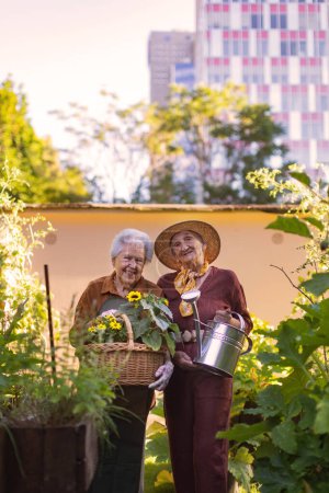 Téléchargez les photos : Portrait d'amis âgés prenant soin de plantes potagères dans le jardin urbain de la ville. Les retraités passent du temps ensemble à jardiner dans le jardin communautaire de leur complexe d'appartements. Maison de retraite - en image libre de droit