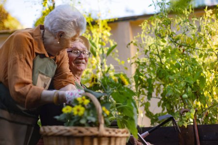 Photo for Portrait of senior couple taking care of vegetable plants in urban garden in the city. Pensioners spending time together gardening in community garden in their apartment complex. Nursing home - Royalty Free Image