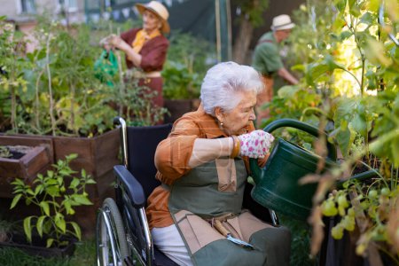 Photo for Close up of senior woman in wheelchair taking care of vegetable plants in urban garden. Elderly woman waterng plants in raised beds in community garden in her apartment complex. Nursing home residents - Royalty Free Image