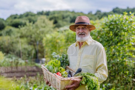 Téléchargez les photos : Portrait d'un homme âgé debout au milieu d'un champ, tenant une caisse en bois remplie de la récolte. Récolte des légumes à l'automne. - en image libre de droit