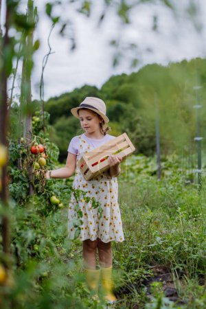 Foto de Retrato de una joven recogiendo tomates de una planta en un campo. - Imagen libre de derechos