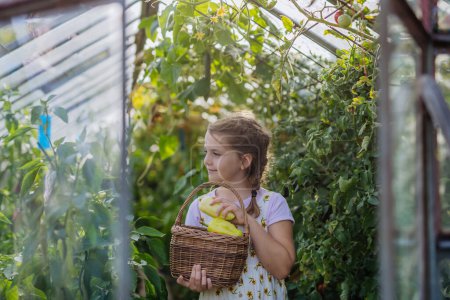 Photo for Portrait of a young girl in sundress picking peppers in a greenhouse. Girl working in the middle of growing vegetables. - Royalty Free Image