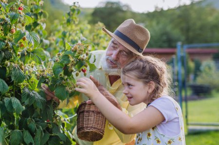 Photo for Portrait of grandfather with granddaughter granddaughter picking rasberries from the bush. Concept of importance of grandparents - grandchild relationship. Intergenerational gardening. - Royalty Free Image