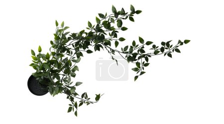 Photo for Close up of trailing, vining plant isolated on white background. Real photography on white colour background. Ivy plant in pot. - Royalty Free Image
