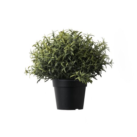 Téléchargez les photos : Gros plan d'une plante herbacée de romarin isolée sur fond blanc en pot. Véritable photographie sur fond blanc. - en image libre de droit
