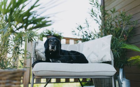 Foto de Viejo perro acostado en la silla al aire libre en la terraza de la casa. Perro de la familia mayor, mascota. - Imagen libre de derechos