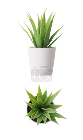 Photo for Close up of aloe vera plant isolated on white background. top and side view. Real photography on white colour background. - Royalty Free Image