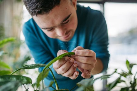 Téléchargez les photos : Jeune homme avec trisomie 21 prenant soin de la plante d'intérieur, toucher et blottir la feuille de la plante. - en image libre de droit