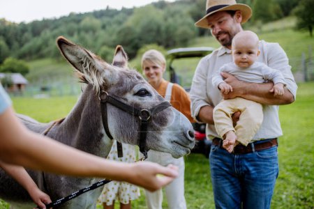 Téléchargez les photos : Portrait d'une famille d'éleveurs caressant un âne sur leur ferme. Une mule grise comme animal de ferme à la ferme familiale. Concept d'agriculture multigénérationnelle. - en image libre de droit