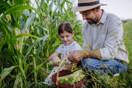Téléchargez les photos : Portrait d'un agriculteur avec une jeune fille récoltant du maïs sur le terrain. Fille aidant à ramasser l'épi de maïs frais de la plante. - en image libre de droit