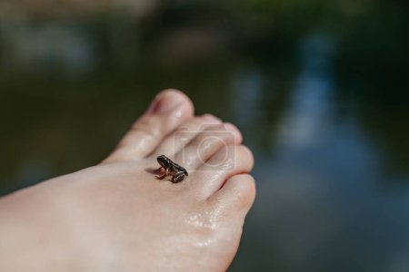 Foto de Primer plano de la pequeña rana salvaje en el pie de los niños. Niño curioso observando y explorando animales en la naturaleza. - Imagen libre de derechos