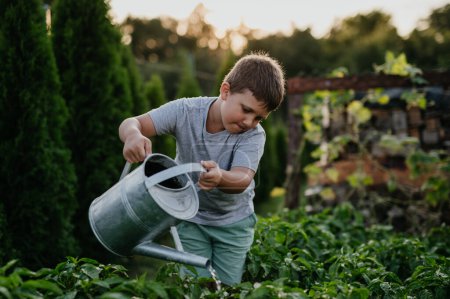 Young boy watering raised garden bed, holding metal watering can. Caring for a vegetable garden and growing, planting spring vegetables.
