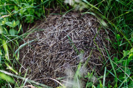 Natürlicher Ameisenhaufen mit Ameisen aus nächster Nähe mitten auf der Wiese, im Gras.