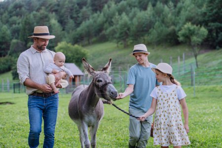 Téléchargez les photos : Famille d'agriculteurs marchant avec un âne à travers leur ferme Une mule grise comme animaux de ferme à la ferme familiale. Concept d'agriculture multigénérationnelle. - en image libre de droit