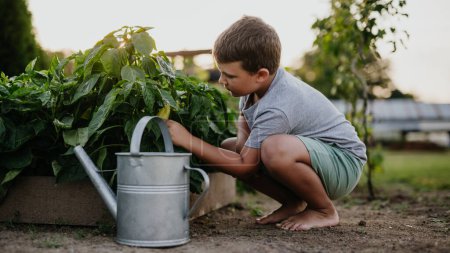 Foto de Niño sentándose en cuclillas junto a una cama de jardín elevada, sosteniendo una regadera de metal. Cuidar un huerto y cultivar, plantar verduras de primavera. - Imagen libre de derechos