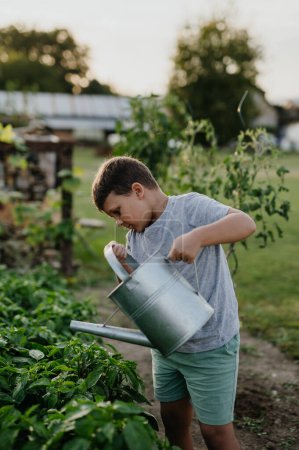 Photo for Young boy watering raised garden bed, holding metal watering can. Caring for a vegetable garden and growing, planting spring vegetables. - Royalty Free Image