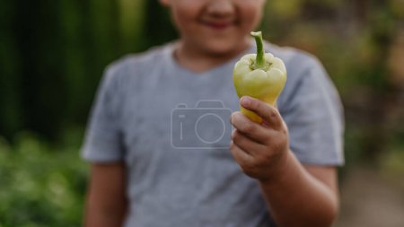 Foto de Primer plano de manos de chicos sosteniendo pimiento verde. El cuidado de la huerta y el cultivo, la plantación de verduras de primavera. - Imagen libre de derechos