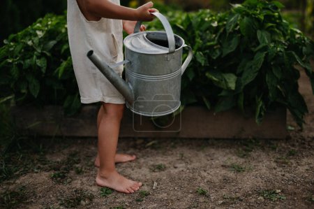 Close up on boys bare feet while watering raised garden bed, holding metal watering can. Caring for a vegetable garden and growing, planting spring vegetables.