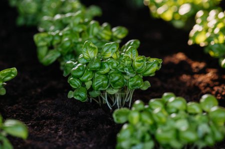 Young sprouts of basil in a raised bed. Young plants of the great basil.