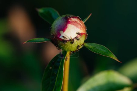 Photo for Bud of an unopened burgundy peony in a summer garden, with ants on top. - Royalty Free Image