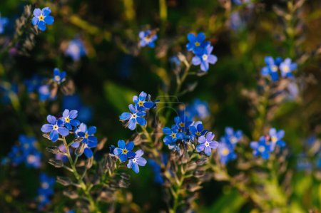 Photo for Blossoming delicate forget-me-not flowers in a flower garden, small blue flowers of myosotis. - Royalty Free Image
