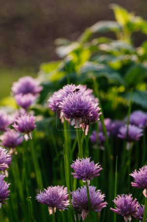Foto de Flores púrpuras florecientes de cebollino en el jardín. Hierba con hojas y flores comestibles. - Imagen libre de derechos