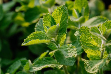 Téléchargez les photos : Feuilles de menthe poivrée, herbe médicinale aromatique poussant dans le jardin en été. - en image libre de droit