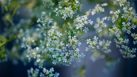 Photo for Top view of white meadow flowers with small blossoms. Summer wildflowers. - Royalty Free Image