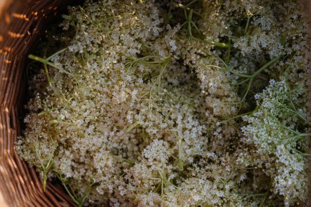Téléchargez les photos : Panier rempli de fleurs de sureau cueillies. Fleur de sureau dans le cadre de la phytothérapie, de la cuisson, de la fabrication de sirop ou de confiture de sureau. - en image libre de droit