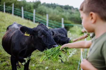 Téléchargez les photos : Garçon nourrir les animaux dans le paddock avec de l'herbe. Prendre soin de la vache. Animaux de ferme ayant un enclos idéal pour le pâturage. Concept d'agriculture multigénérationnelle et familiale. - en image libre de droit