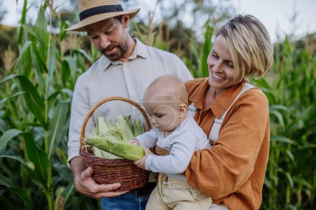 Téléchargez les photos : Portrait de parents avec un beau bébé récoltant du maïs sur le terrain. Bébé mignon tenant épi de maïs frais cueilli de la plante. - en image libre de droit