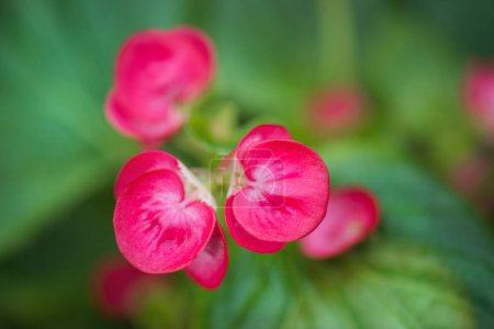 Foto de Primer plano de hermosa flor begonia con pétalos rosados. - Imagen libre de derechos