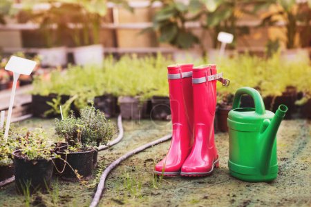 Photo for Pink rainboots and green watering can in the middle of greenhouse with flowers, plants and seedlings. No people. - Royalty Free Image
