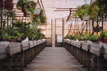 Photo for Across a greenhouse. Narrow path in the middle of crops, potted plants, seedlings. - Royalty Free Image