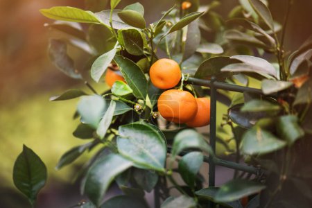 Nahaufnahme eines kleinen Mandarinenbaums mit reifen Orangenfrüchten.
